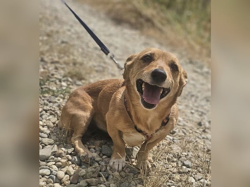 Stella 27cm geb. 03/2019 sucht ein liebevolles Zuhause