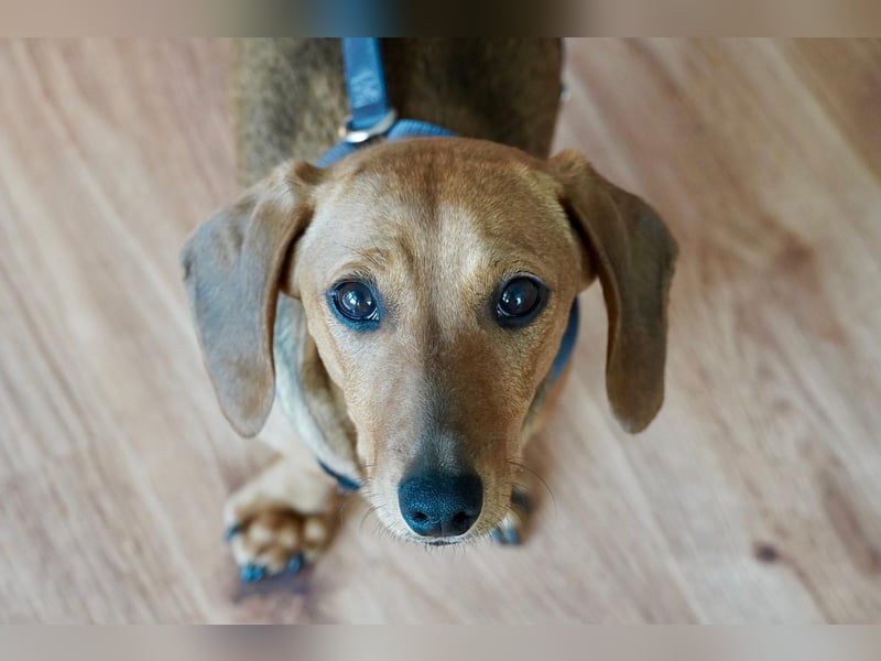 Alaska wartet in Rostock auf ihre Menschen