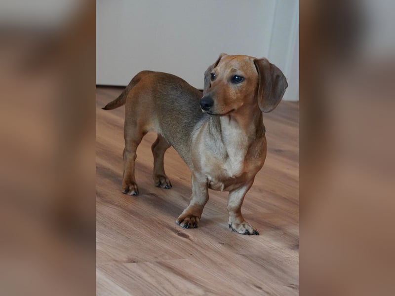 Alaska wartet in Rostock auf ihre Menschen