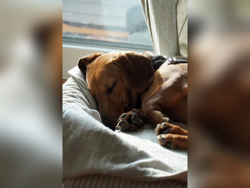 Alaska wartet in Rostock auf ihre Menschen