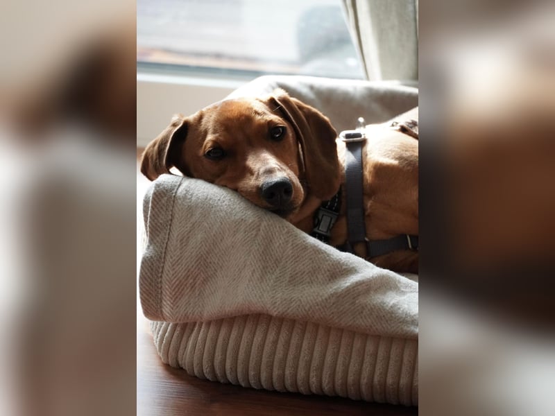 Alaska wartet in Rostock auf ihre Menschen