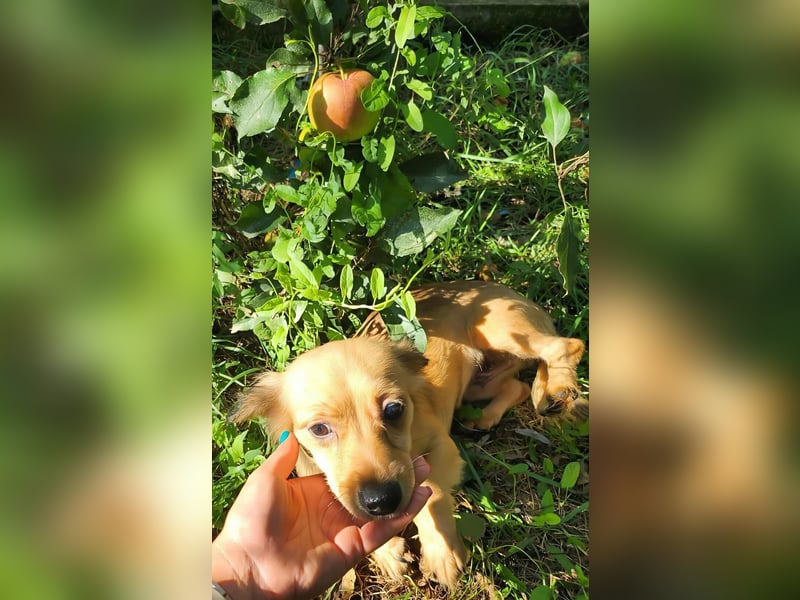 APRIL - gerettet von der Straße nahe Slatina