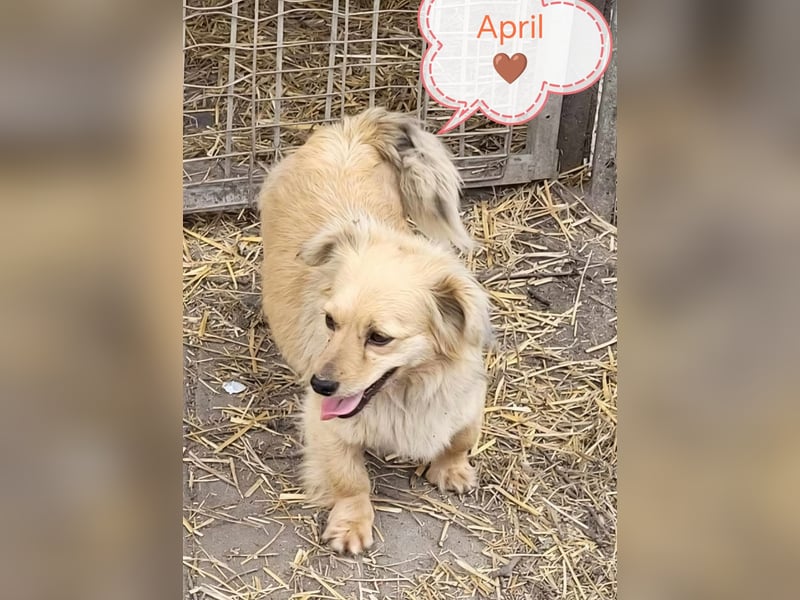 APRIL - gerettet von der Straße nahe Slatina