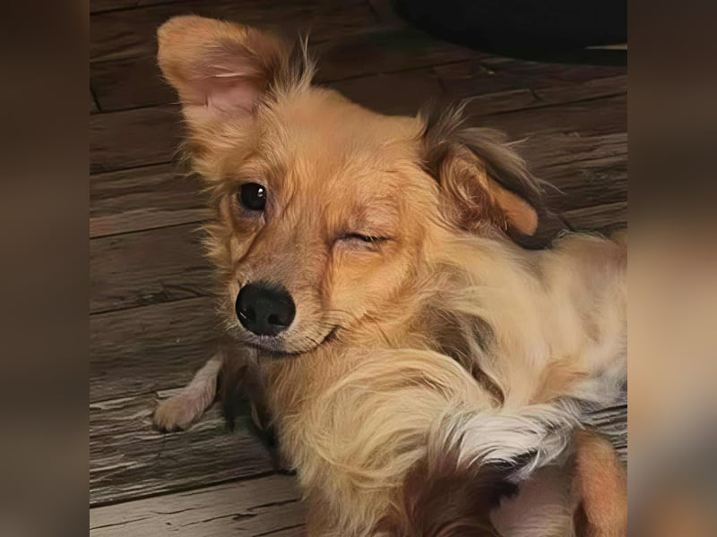 APRIL - gerettet von der Straße nahe Slatina