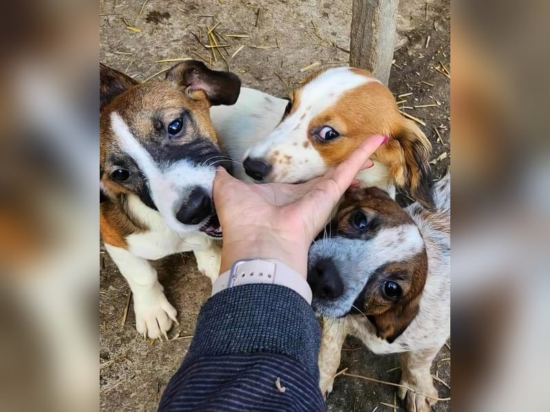 APRIL - gerettet von der Straße nahe Slatina