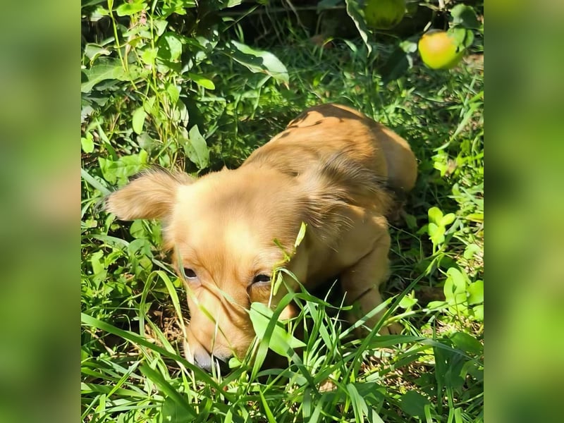 APRIL - gerettet von der Straße nahe Slatina