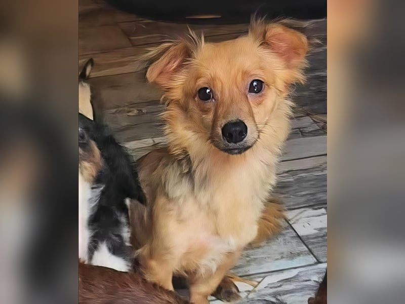 APRIL - gerettet von der Straße nahe Slatina