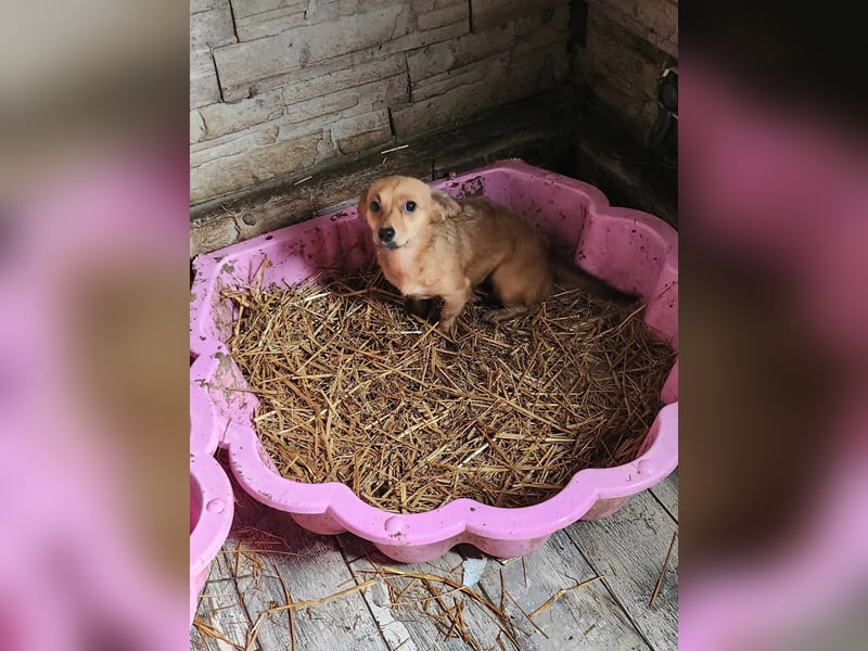 APRIL - gerettet von der Straße nahe Slatina