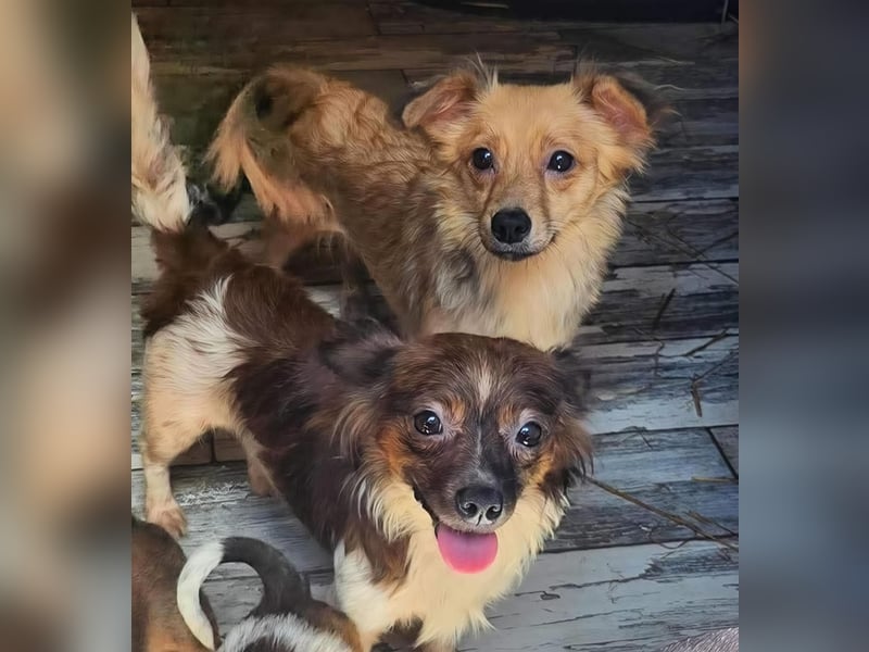 APRIL - gerettet von der Straße nahe Slatina