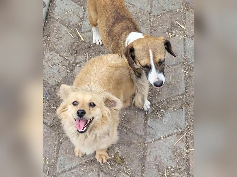 APRIL - gerettet von der Straße nahe Slatina