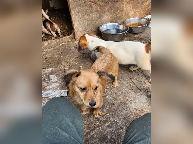 APRIL - gerettet von der Straße nahe Slatina