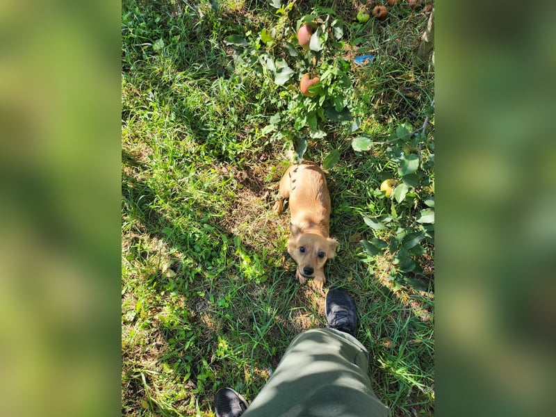 APRIL - gerettet von der Straße nahe Slatina