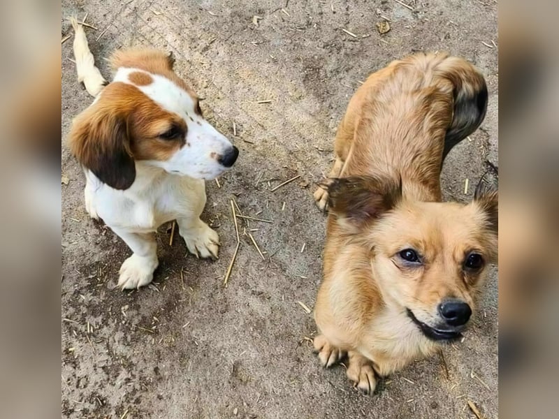 APRIL - gerettet von der Straße nahe Slatina