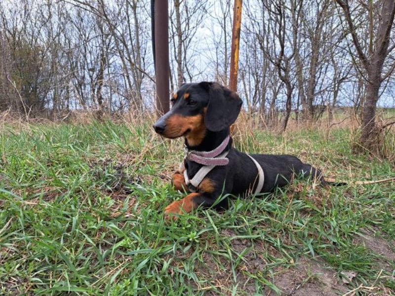 Little Jazmin, sanfte Begleiterin, ca. 2 Jahre, ca. 22 cm, ca. 6 kg