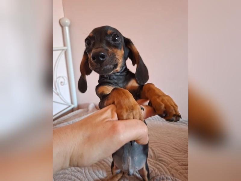 Amador, hübscher Dackel-Mix Welpe, ca. 4 Monate, ca. 21 cm, ca. 4 kg *bald in 12163 Berlin*