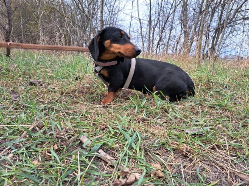 Little Jazmin, sanfte Begleiterin, ca. 2 Jahre, ca. 22 cm, ca. 6 kg
