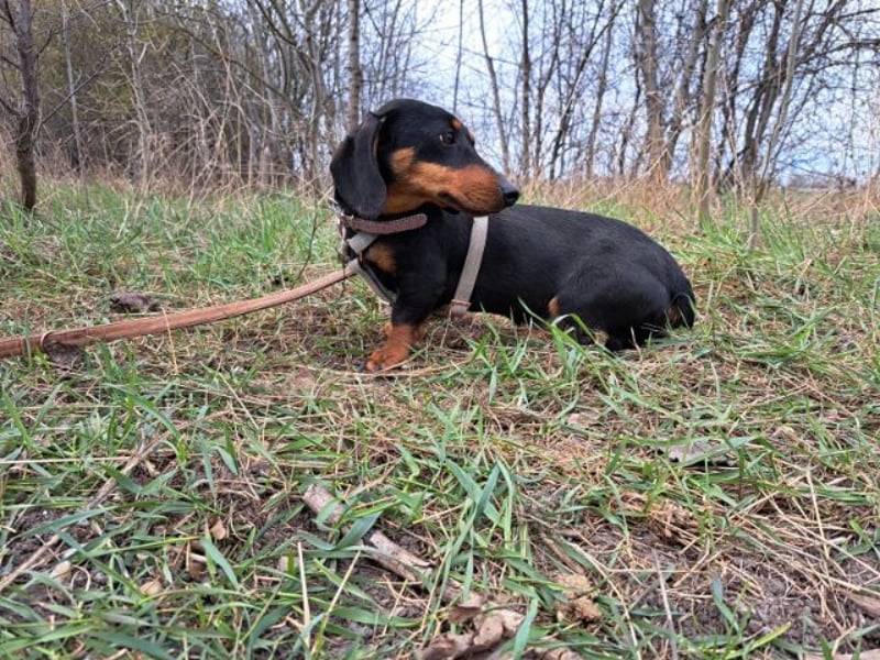 Little Jazmin, sanfte Begleiterin, ca. 2 Jahre, ca. 22 cm, ca. 6 kg
