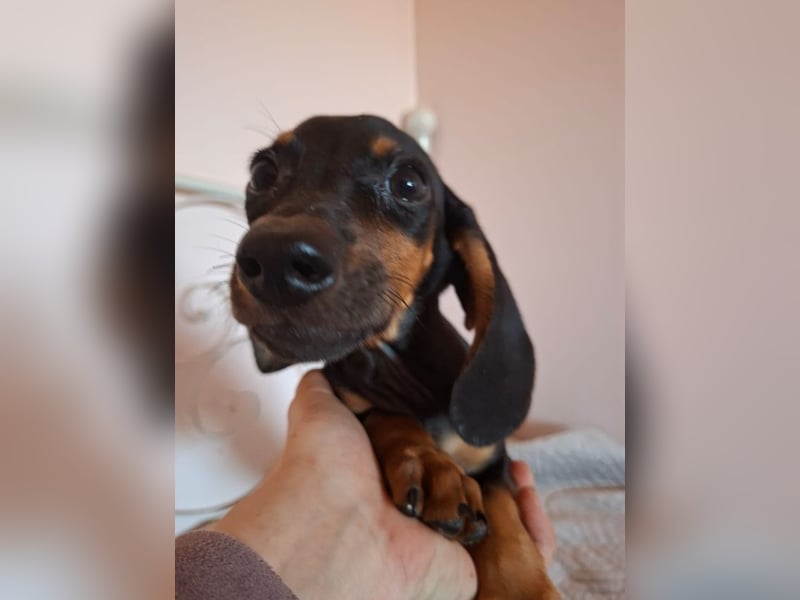 Amador, hübscher Dackel-Mix Welpe, ca. 4 Monate, ca. 21 cm, ca. 4 kg *bald in 12163 Berlin*