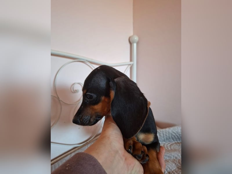 Amador, hübscher Dackel-Mix Welpe, ca. 4 Monate, ca. 21 cm, ca. 4 kg *bald in 12163 Berlin*