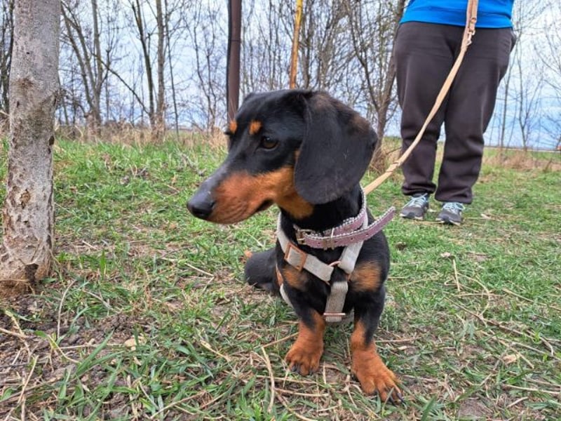 Little Jazmin, sanfte Begleiterin, ca. 2 Jahre, ca. 22 cm, ca. 6 kg