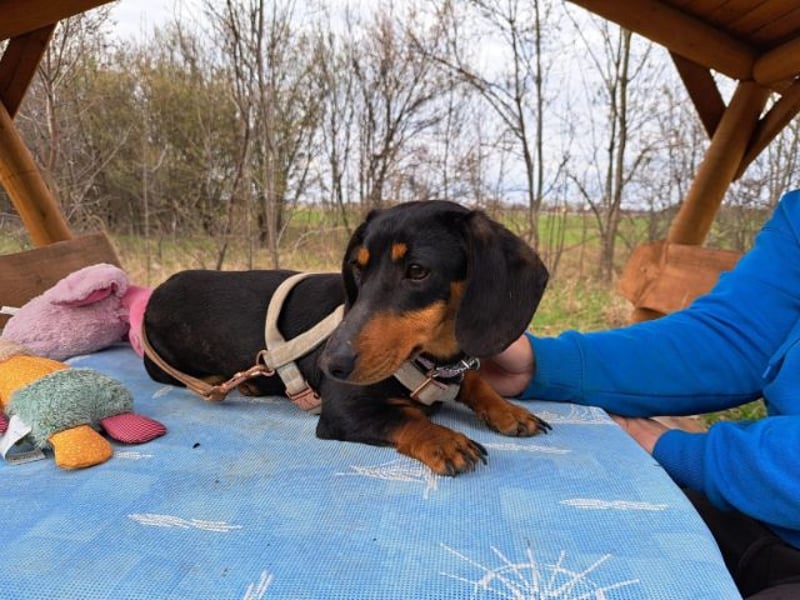 Little Jazmin, sanfte Begleiterin, ca. 2 Jahre, ca. 22 cm, ca. 6 kg