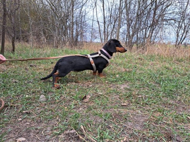Little Jazmin, sanfte Begleiterin, ca. 2 Jahre, ca. 22 cm, ca. 6 kg