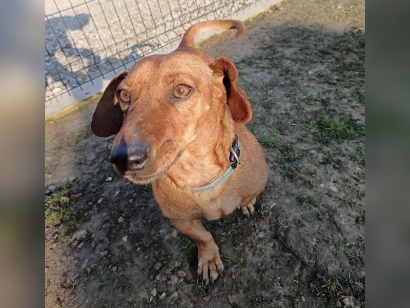 Doby ein kleiner Dackel