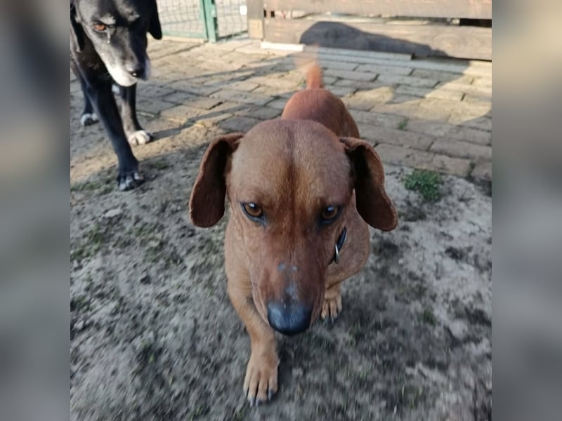 Doby ein kleiner Dackel