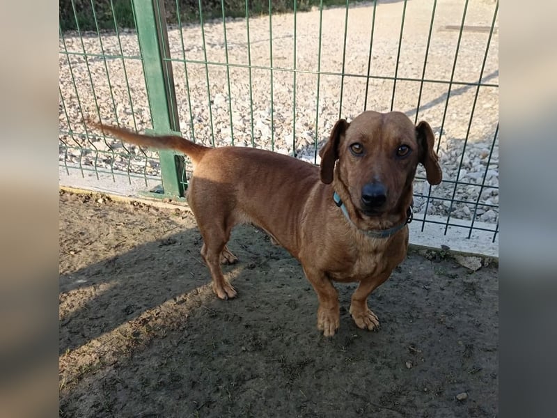 Doby ein kleiner Dackel