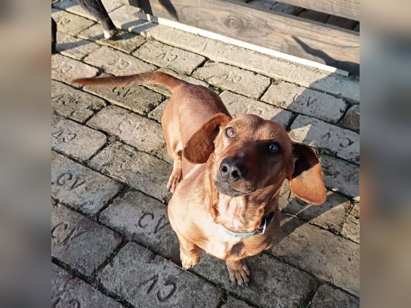 Doby ein kleiner Dackel