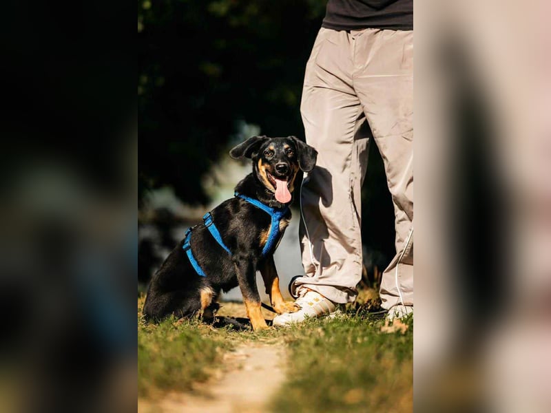Fröhlicher Ringo sucht liebevolles Zuhause