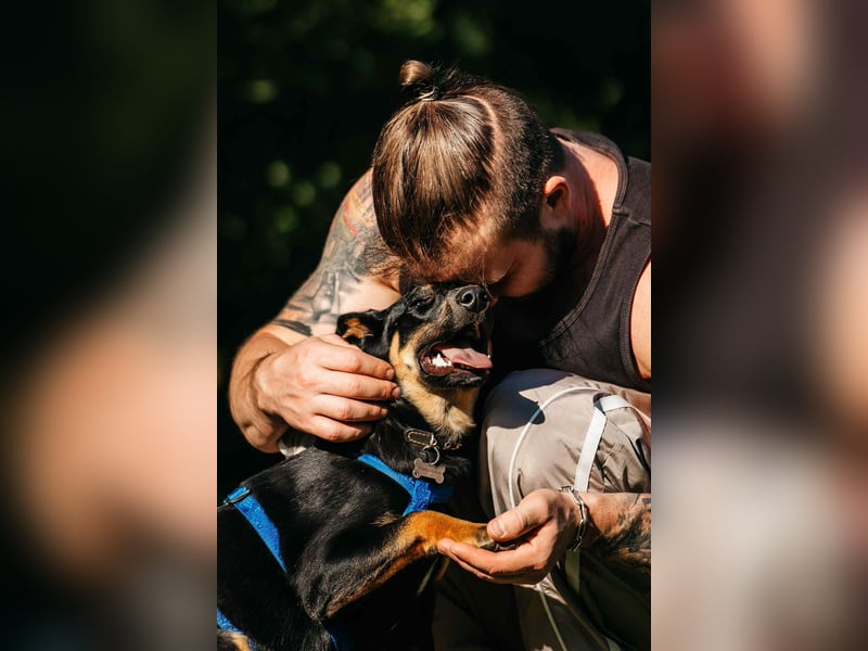 Fröhlicher Ringo sucht liebevolles Zuhause