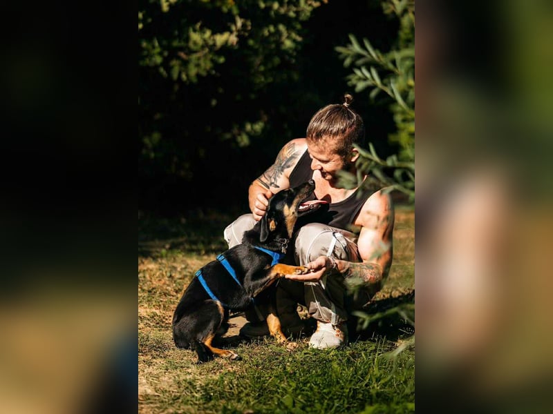 Fröhlicher Ringo sucht liebevolles Zuhause