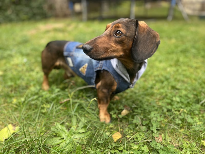 Dackel Deckrüde Elvis sucht hinreißende Dackel Damen