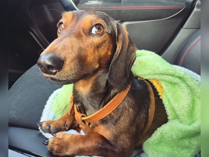 Dackel Deckrüde Elvis sucht hinreißende Dackel Damen