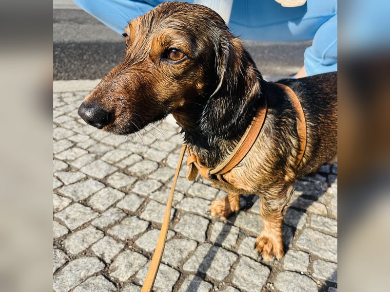 Dackel Deckrüde Elvis sucht hinreißende Dackel Damen