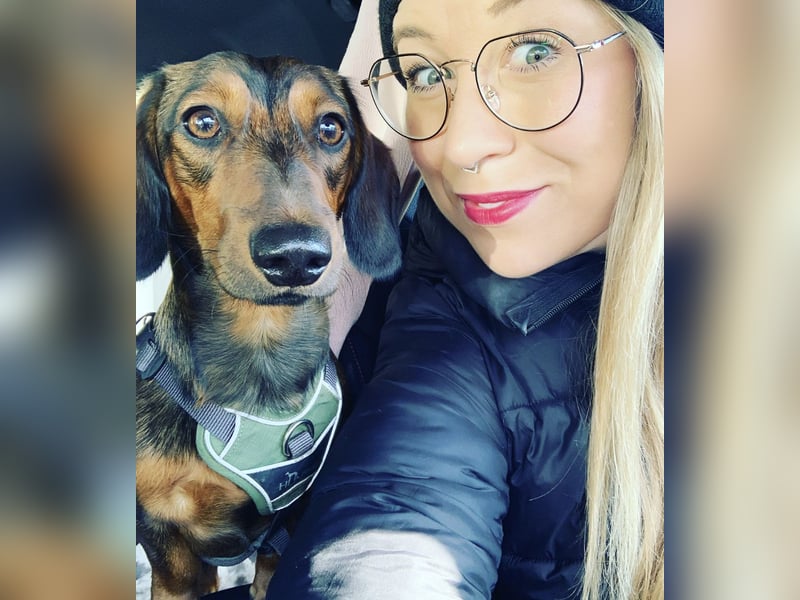 Dackel Deckrüde Elvis sucht hinreißende Dackel Damen