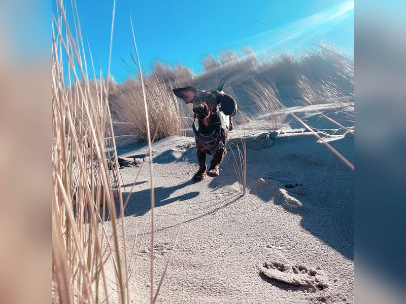 Dackel Deckrüde Elvis sucht hinreißende Dackel Damen