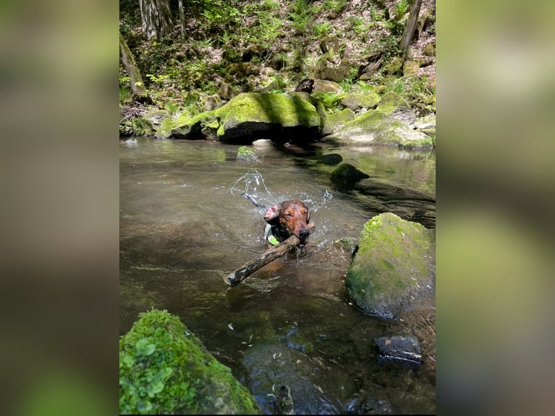 Dackel Deckrüde Elvis sucht hinreißende Dackel Damen