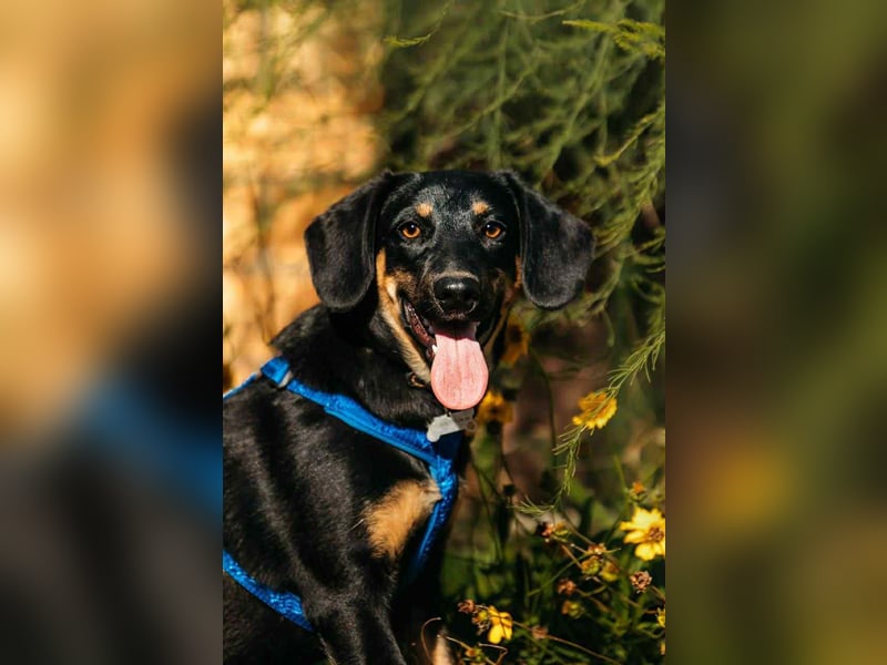 Fröhlicher Ringo sucht seine Familie