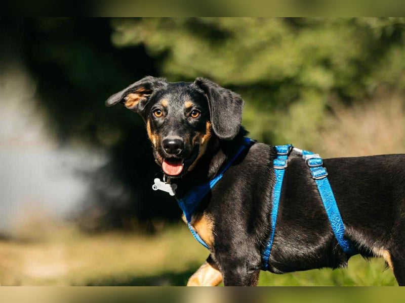 Fröhlicher Ringo sucht seine Familie