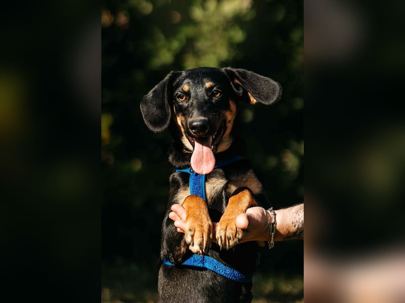 Fröhlicher Ringo sucht seine Familie