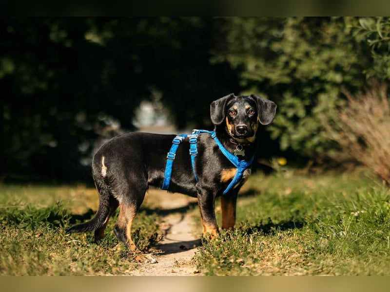 Fröhlicher Ringo sucht seine Familie