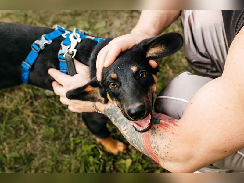 Fröhlicher Ringo sucht seine Familie