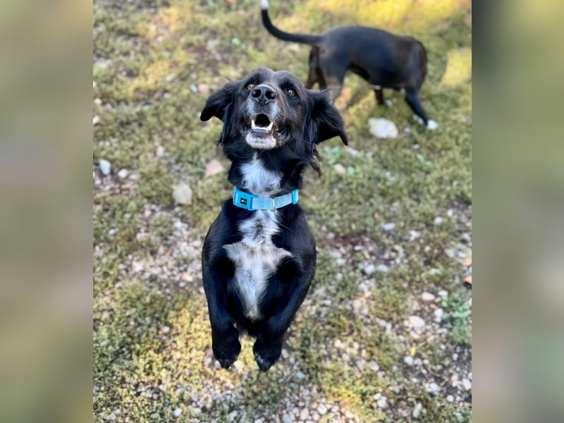Fifi – ein fröhlicher Herzenshund sucht Menschen mit klarer Hand