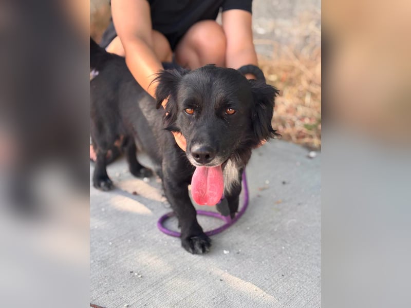 Fifi – ein fröhlicher Herzenshund sucht Menschen mit klarer Hand