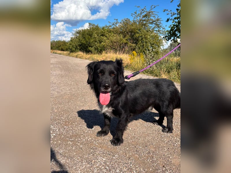 Fifi – ein fröhlicher Herzenshund sucht Menschen mit klarer Hand