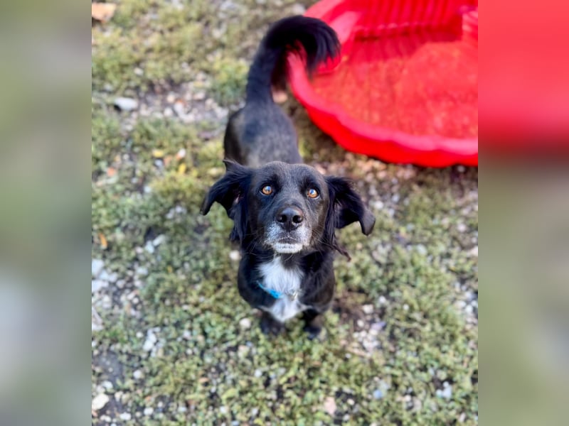 Fifi – ein fröhlicher Herzenshund sucht Menschen mit klarer Hand