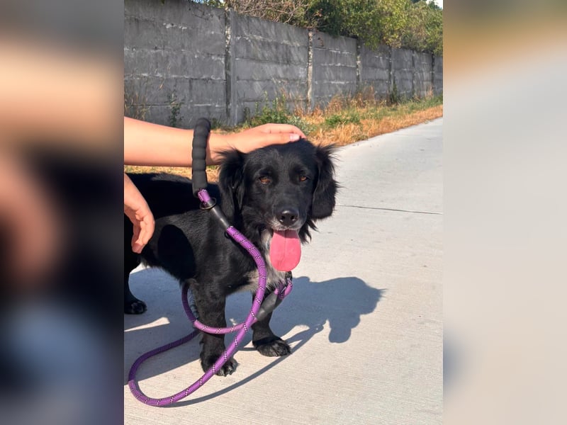 Fifi – ein fröhlicher Herzenshund sucht Menschen mit klarer Hand