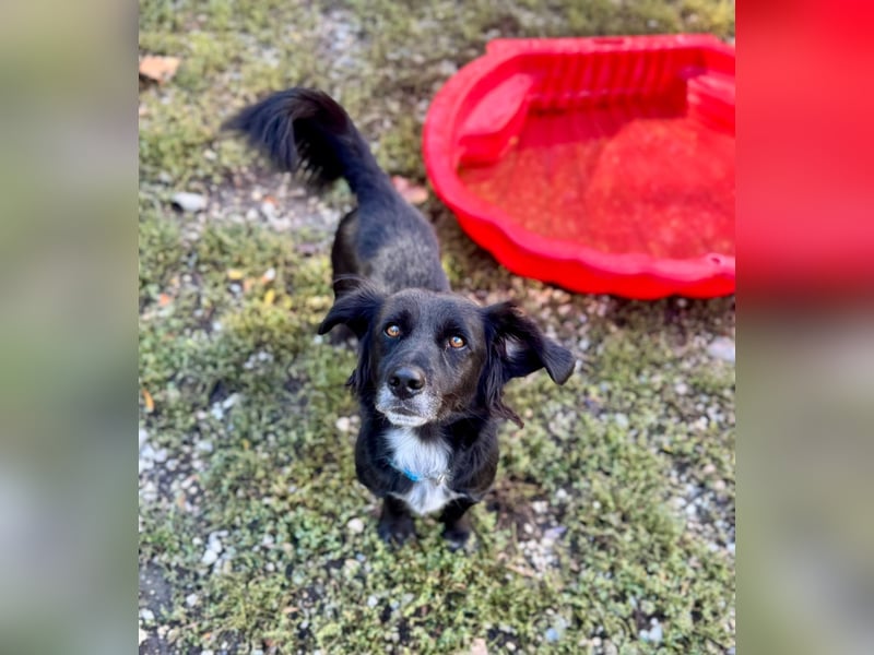 Fifi – ein fröhlicher Herzenshund sucht Menschen mit klarer Hand